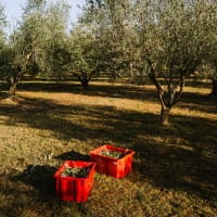 Olivenöl von holylittlefatboy 250ml