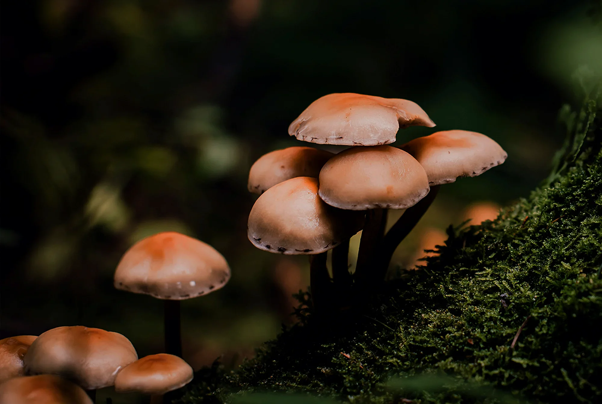 blog-banner-good-news-Pilze