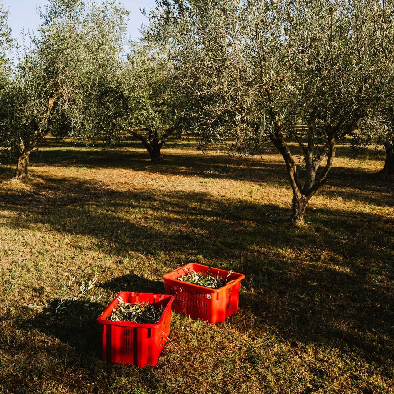 Olivenöl von holylittlefatboy 250ml