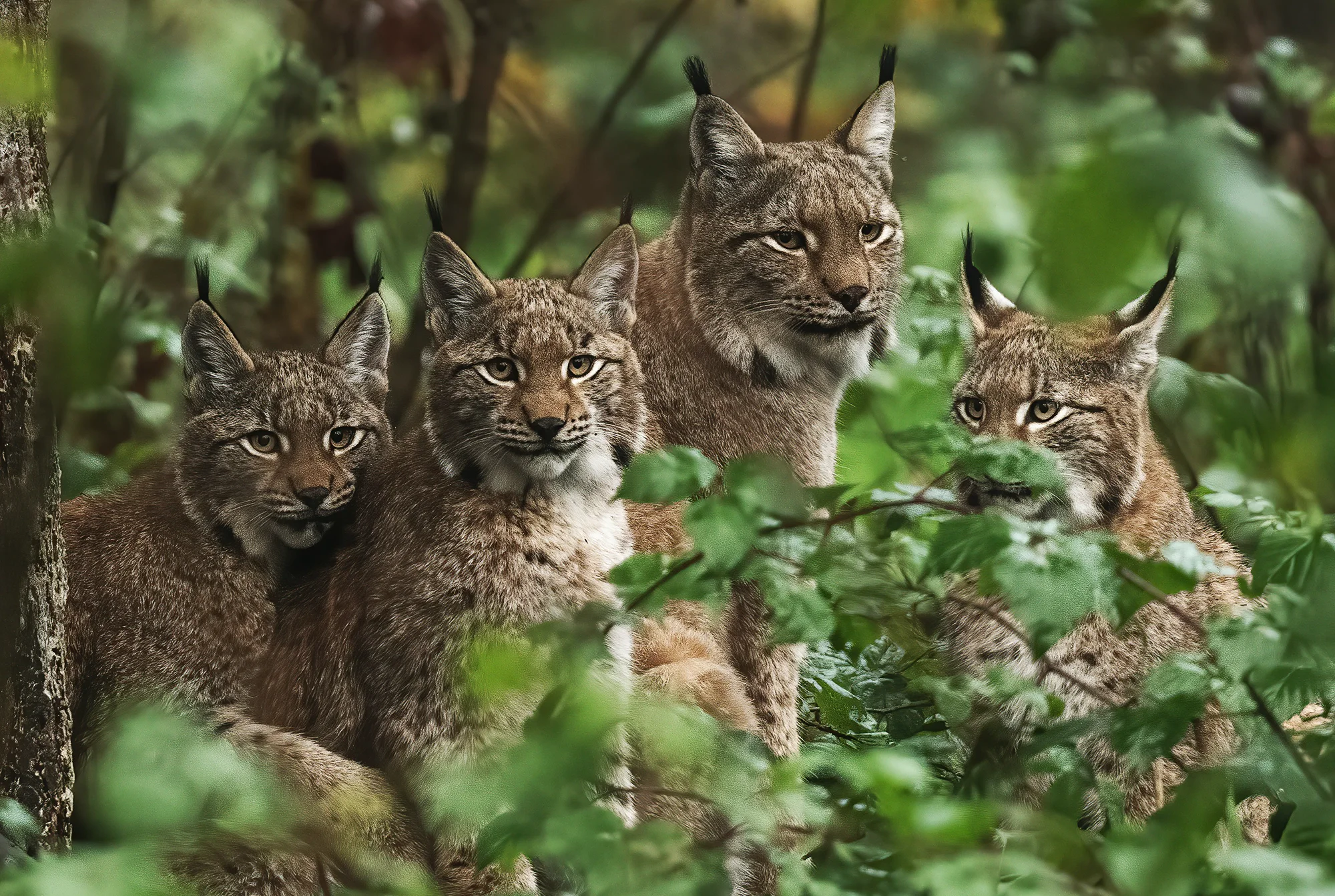 blog-banner-good-news-Luchs