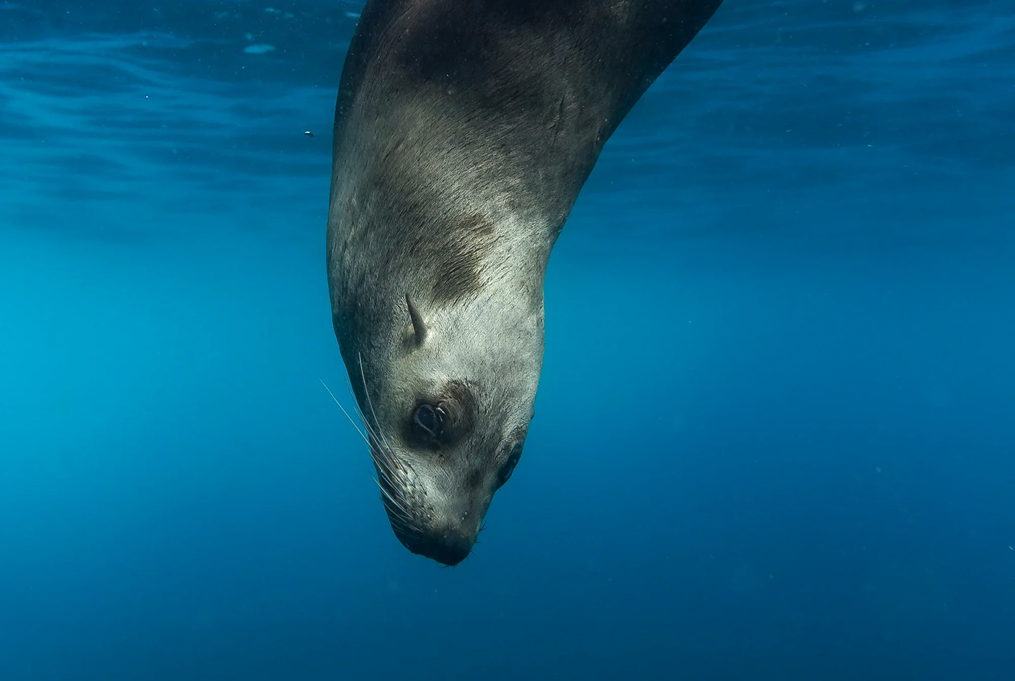 blog-banner-good-news-Seal2