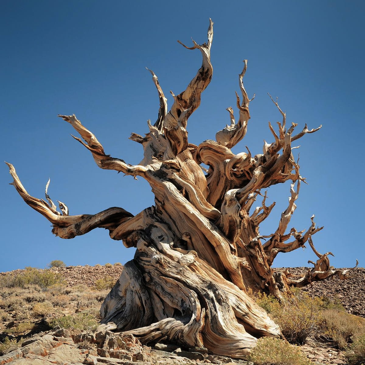 Methuselah This Pine Is One Of The Oldest Living Organisms On Earth 4731