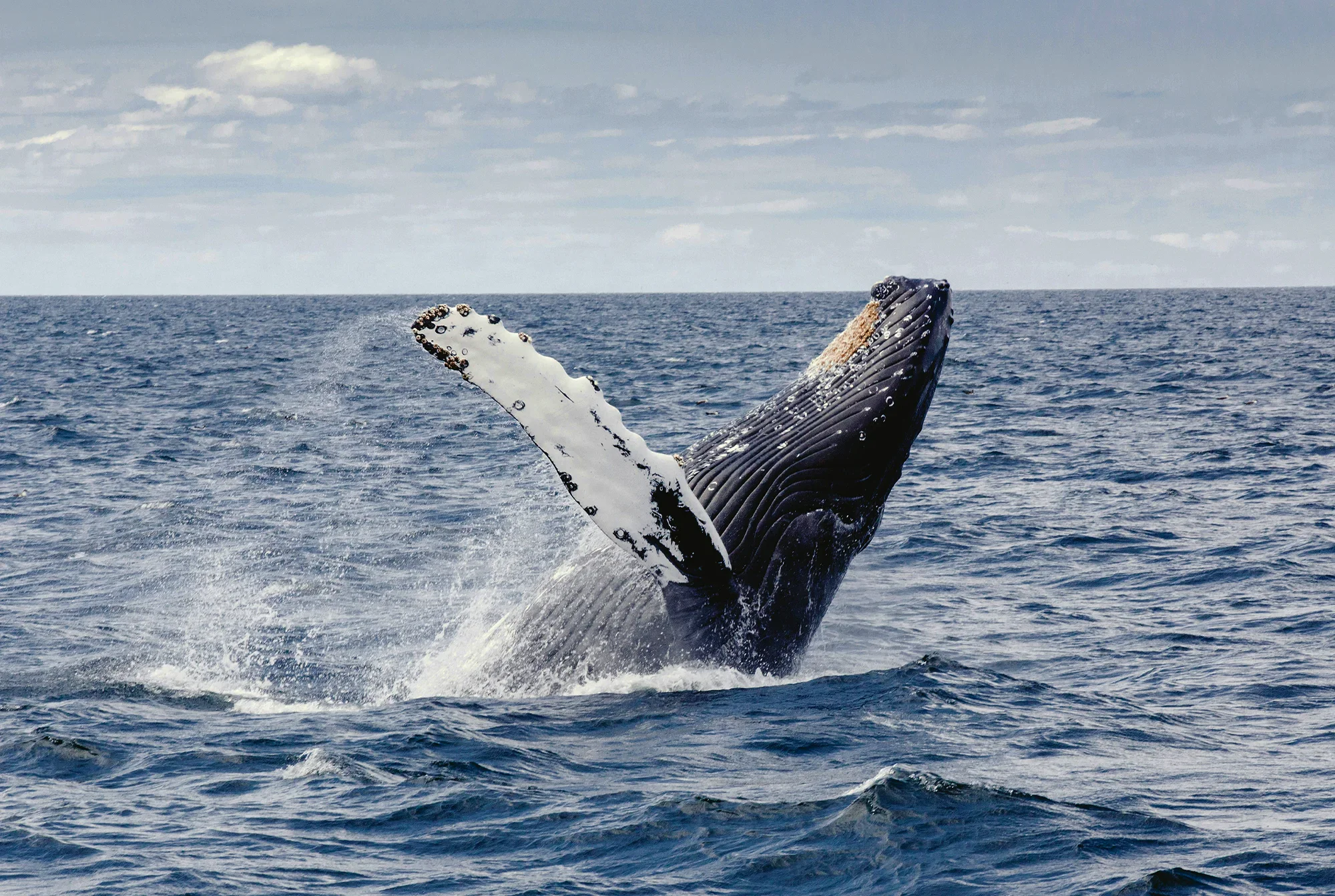 blog-banner-good-news-Whale2