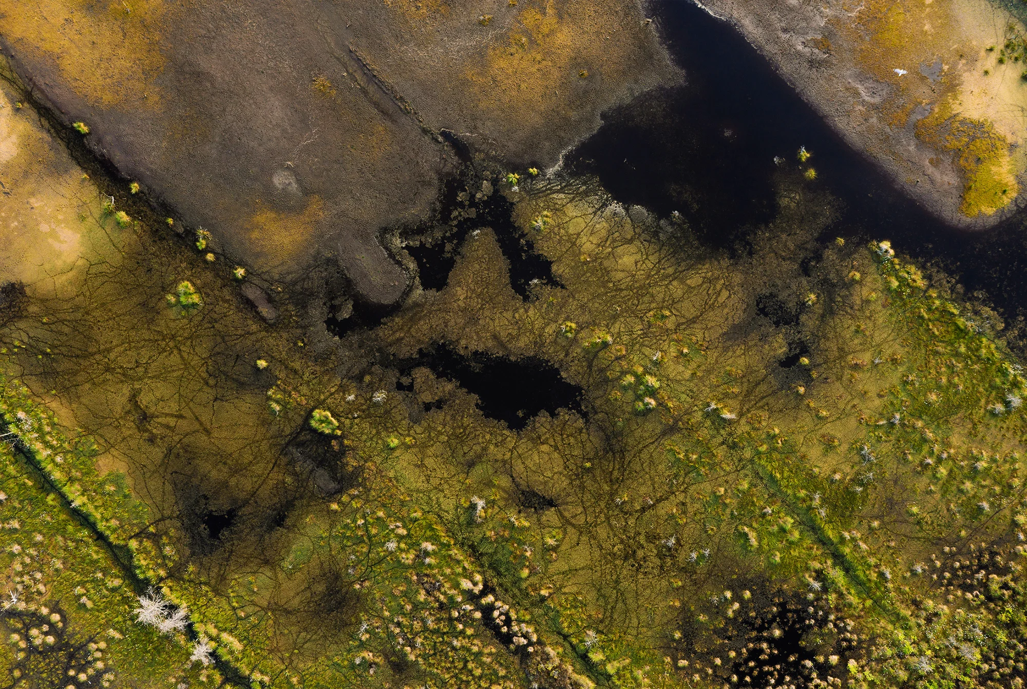 blog-banner-good-news-Wetland
