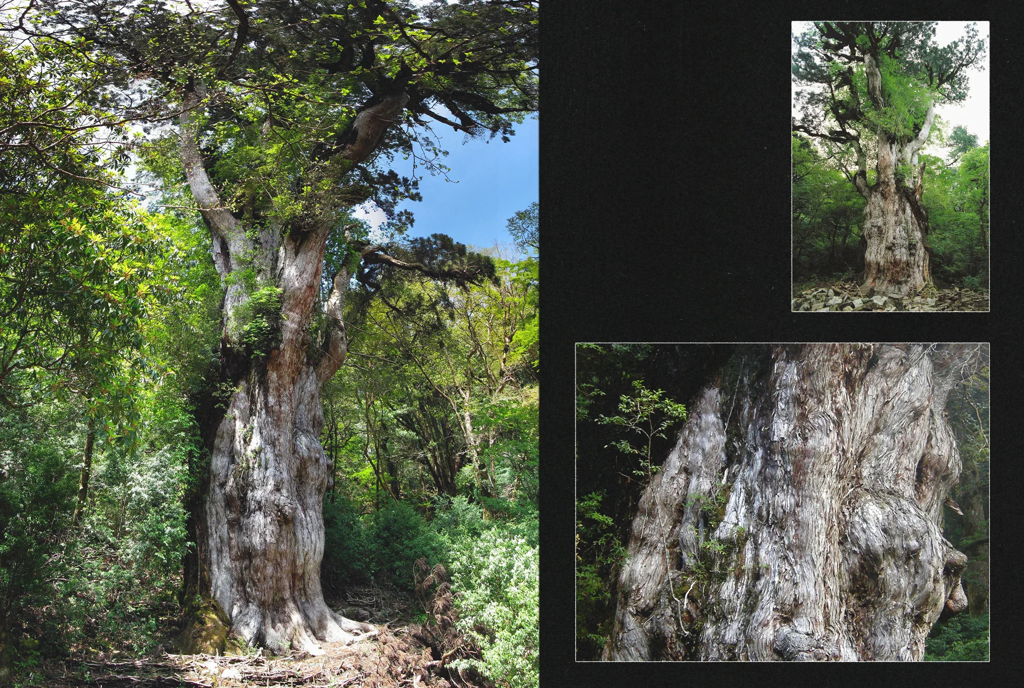 blog-banner-Baume-3